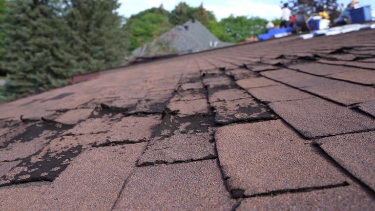 Best Asphalt Shingle Roofing  in Laingsburg, MI